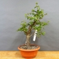 Preview: Prunus cerasifera, Mirabelle